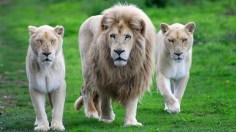 white-lions-wallpaper-2