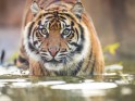 sumatran-tiger-wz-gsmp-m